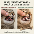 Le seul brossage que ton chat réclame.