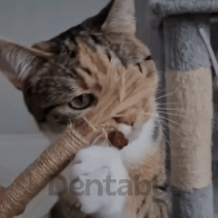 Le seul brossage que ton chat réclame.